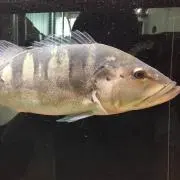 たこ焼き