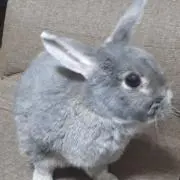 うさこの画像