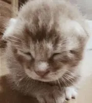 ココナッツの画像