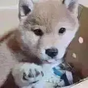 マロ♡大好き☆の画像