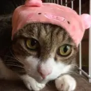 ぴろ