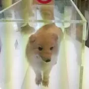 ☆モマ☆の画像