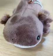 オオサンショウウオの画像