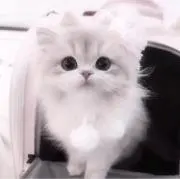 にゃの画像