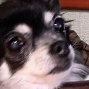 あきの画像