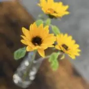 ひまわりの画像