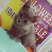 ねこさんの画像