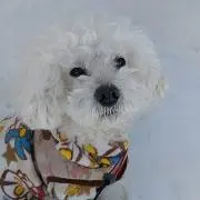 キャロ