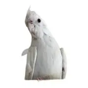 たまご