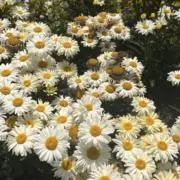えりの画像