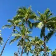 はち(セール中即購入⭕️)の画像