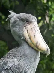 はねきちの画像