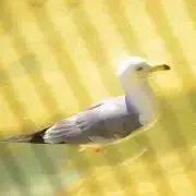 Ruruの画像