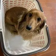 ゆめの画像