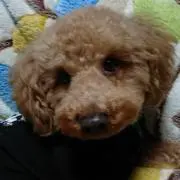 コナンママ