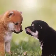 ぽぽちゃんの画像