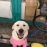 ここちやん