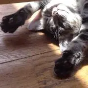uks☆の画像