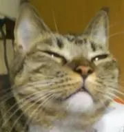 ☆Stray cats lover★の画像