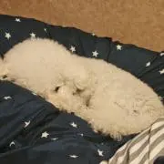 いぬやけど？即購入⭕の画像