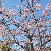 shの画像