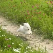 ももの画像