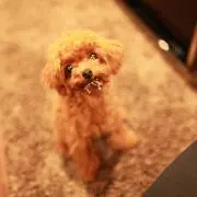 COCOの画像
