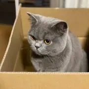 猫の画像