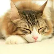 HALU