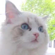 ひよこの画像