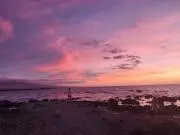 ソルダムの画像