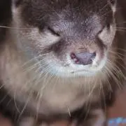 ほなみの画像