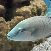 ハチの画像