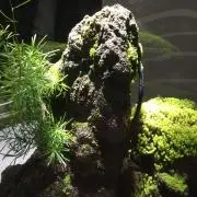 さかな