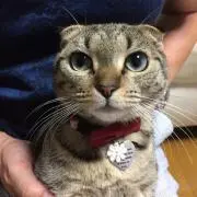 ちこにゃん