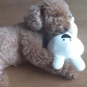 ココの画像