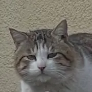 WOOLの画像
