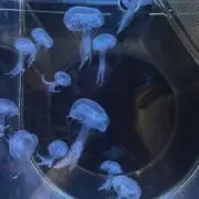 めいぷる☺︎の画像