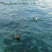 はなびの画像