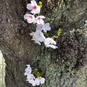 紅