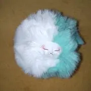 ワシの画像