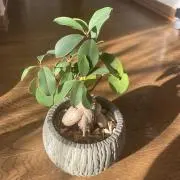 ガジュマル