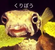 くりぼうの画像