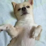 Kazの画像