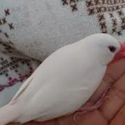 フロン