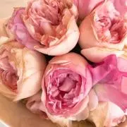 なぁやんの画像