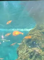 ももんがの画像