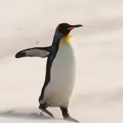 アストレア⚖の画像