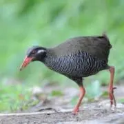 やんばるさんの画像
