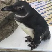 ミラココア18××の画像